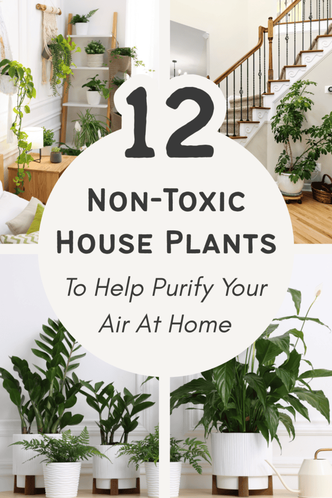 collection of non toxic house plants that purify indoor air naturally
