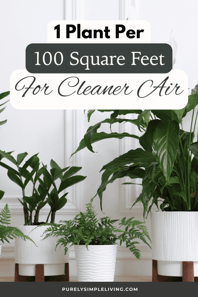 close up of an easy to care for non toxic house plant in a ceramic pot