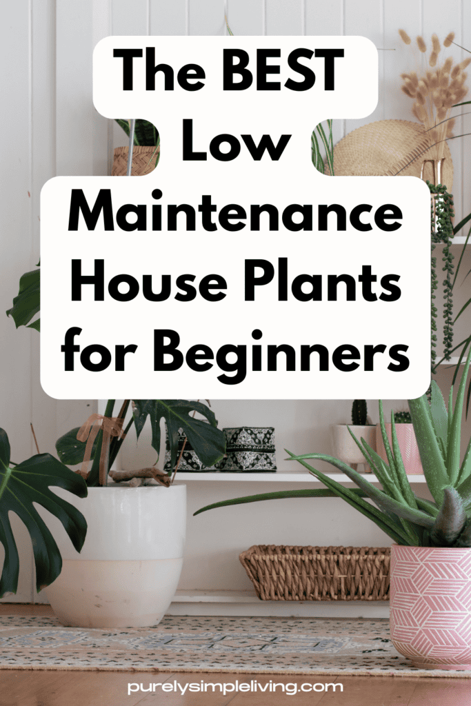 bright living room with non toxic house plants on a windowsill