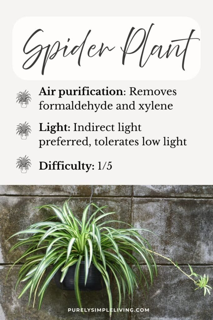 spider plant facts