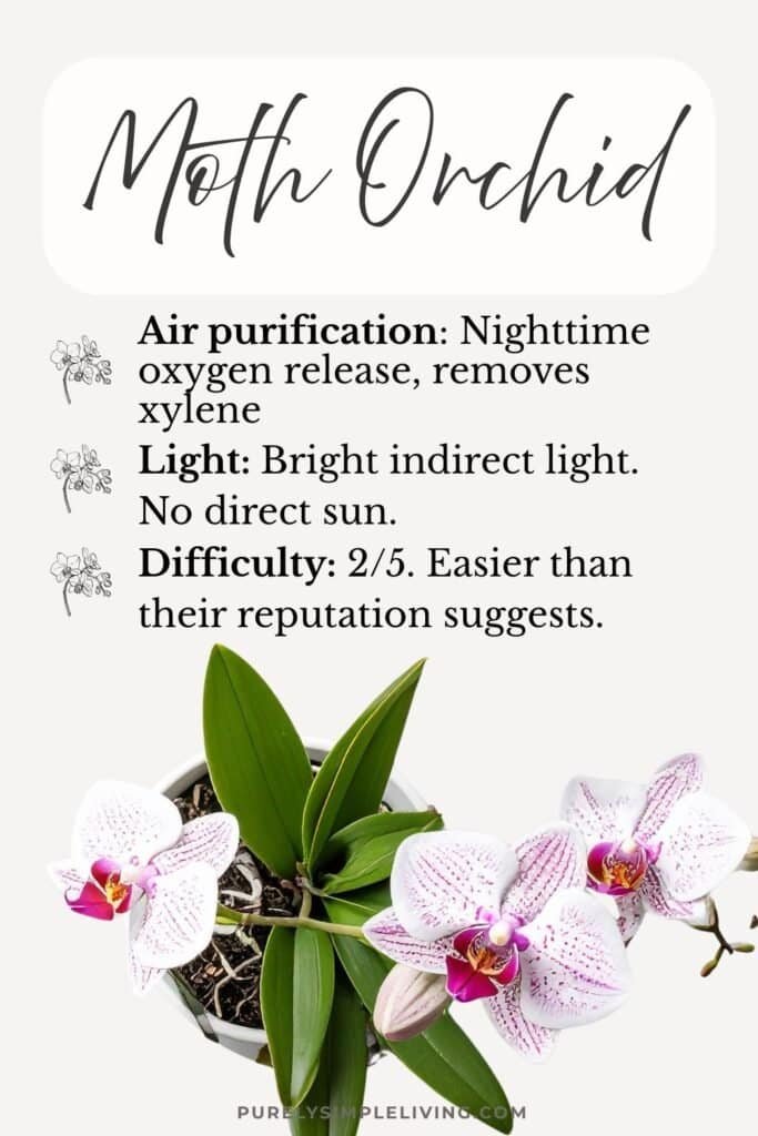 pretty pin moth orchid