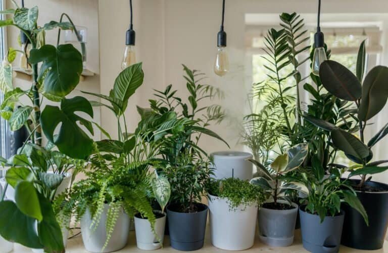 Non toxic house plants that purify indoor air on a windowsill
