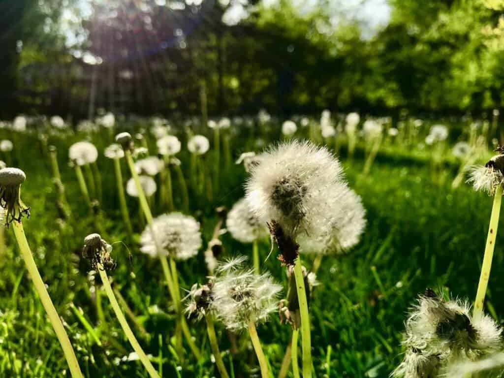Close-up of dandelions in a lush green field during sunlight.