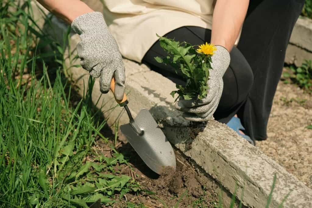 Gardener planting flowers in a garden bed using a trowel and wearing gloves.